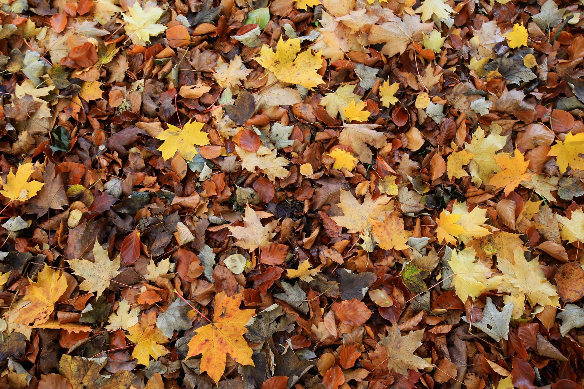 Weather forecast September: Autumn to begin with ‘unsettled’ weather as ...