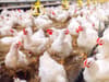 Bird flu: What is the avian flu strain H10N3 found in China - and could it be a risk to humans?