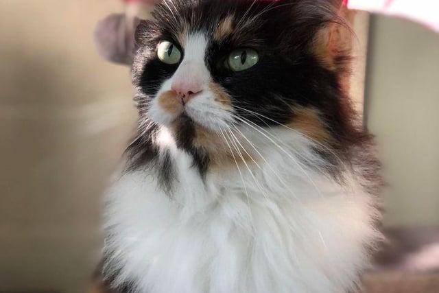 Fluff is an 8-year-old female long-haired tortoise shell cat. She is described as an inquisitive cat who loves to call you for over attention every time she sees you. She needs a home with no other cats or dogs, and children of at least primary school age, but may be rehomed with small furries and exotics dependent on accommodation location and security in the home