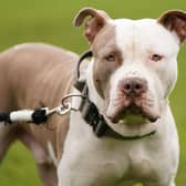 A ban on XL Bully dogs could come into action in Scotland soon after an influx of canines across the border in the past few weeks. Credit: Jacob King/PA Wire