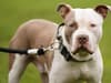 XL Bully ban: Scotland could be set to introduce new laws as Humza Yousaf says country is not 'safe haven' for dogs