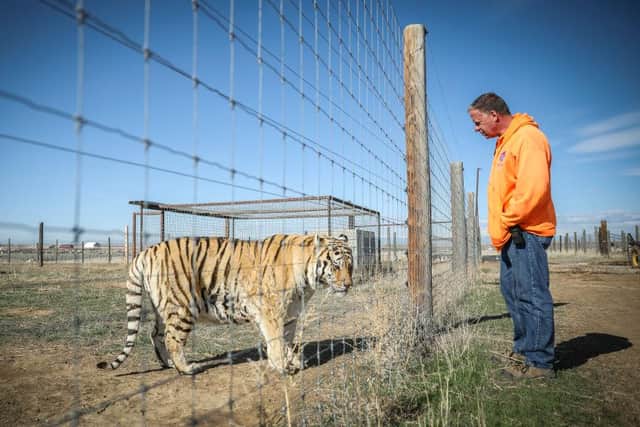 Several tigers from Joe Exotic's famous animal park have been rescued by an animal sanctuary in Colarado.