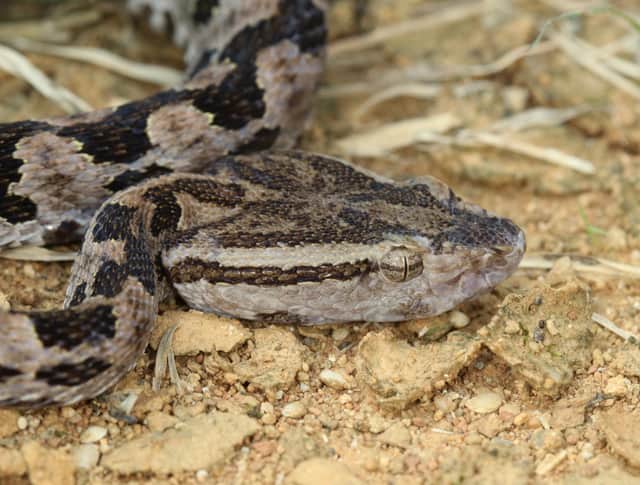 A Taiwan habu snake, which scientists used to collect venom for research into the theory that venom glands evolved from early salivary glands (Photo: OIST/Steven Aird/PA Media)