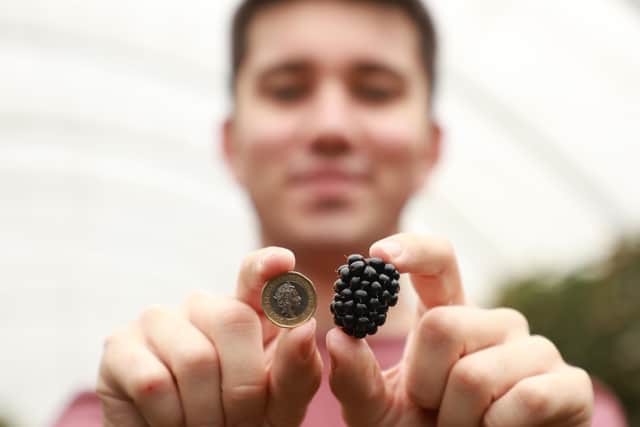 Ethan Day picks blackberries at Clock House Farm