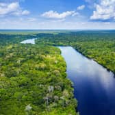 Rainforest such as the Amazon play a crucial role in climate, weather and serve as the habitat to thousands of variants of plant and animals (Picture: Shutterstock)