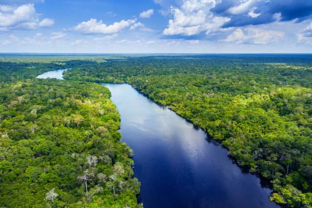 Rainforest such as the Amazon play a crucial role in climate, weather and serve as the habitat to thousands of variants of plant and animals (Picture: Shutterstock)