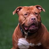 Police have shot an XL bully dog dead after four people were injured in an attack in Battersea, London. (Picture: Christopher Furlong/Getty Images)