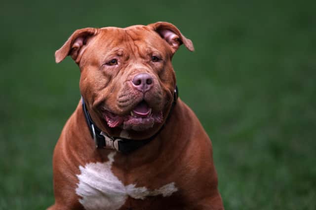 Police have shot an XL bully dog dead after four people were injured in an attack in Battersea, London. (Picture: Christopher Furlong/Getty Images)