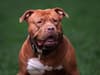 Dog suspected to be XL bully shot dead in Battersea after four people hospitalised following attack
