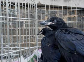 Two new baby ravens born during lockdown at the Tower of London, two of four chicks born in March this year to the Tower's resident breeding pair, Huginn and Muninn (Photo: Historic Royal Palaces/PA Media)