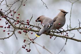 The waxwings have delighted bird watchers from across the country