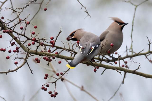 This season is thought to be the best ‘waxwing winter’ for a decade. Years without waxwings visiting Britain are known as ‘blank’ winters. 
All Rights Reserved: RKP Photography