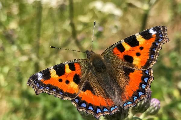 Since 1976, numbers of butterflies in the UK have declined by around 50%