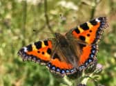 Since 1976, numbers of butterflies in the UK have declined by around 50%