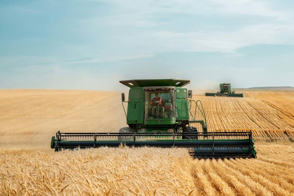Two large combines in a wheat field