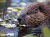 Where does vanilla flavouring come from? Beaver castoreum explained - and why it's used in cakes and icing