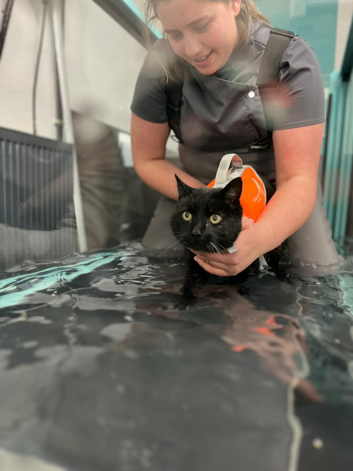 Water recovery! Vets make a splash with hydrotherapy for cat