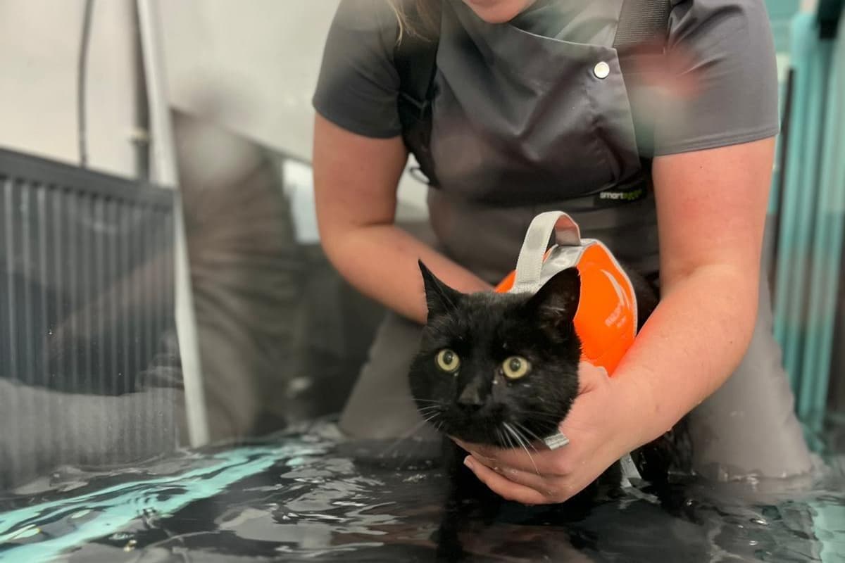 Water recovery! Vets make a splash with hydrotherapy for cat