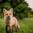 A fox looking into the camera