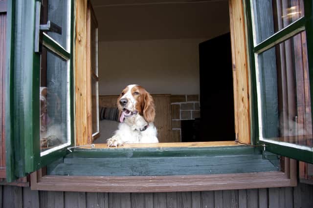 There's no need to leave the dog at home for your holiday break (Shutterstock)