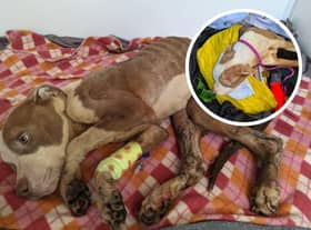 RSPCA staff have been devastated after Stanley the Pitbull had to be put to sleep
