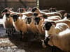 UK-Australia trade deal: ‘The government’s message is clear - farming can be sacrificed for a deal’