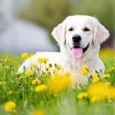 Dogs and cats can become irritated by high pollen counts as well as humans (Shutterstock)