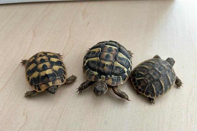Customs officers seize rare Greek tortoises from tourist returning from ...