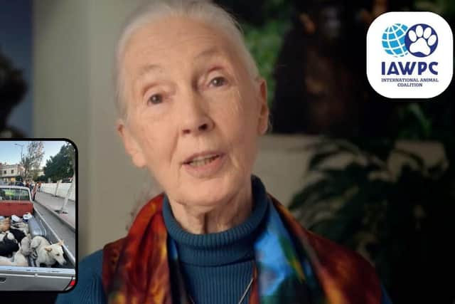World leading conservationist Jane Goodall has written to FIFA on the matter - Animal News Agency
