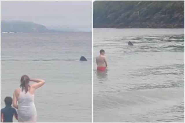 Footage of the basking sharks at the beach in Ireland (Tik Tok / k.m.m.hairstyles)