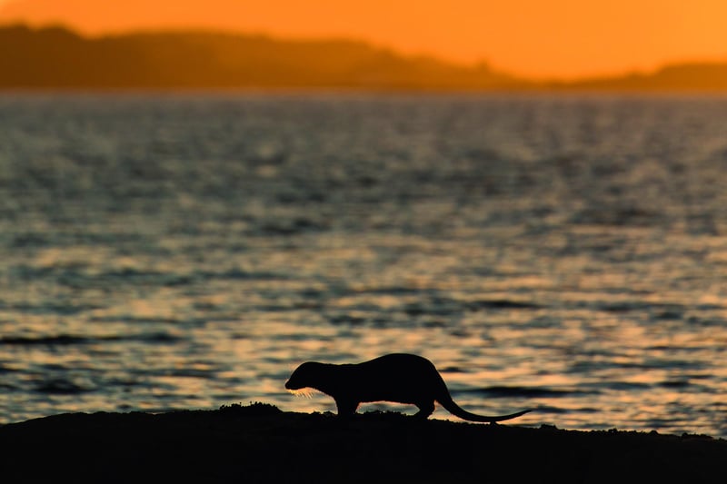 This dramatic shot captures a lone otter silhouetted against a glorious coastal sunset
