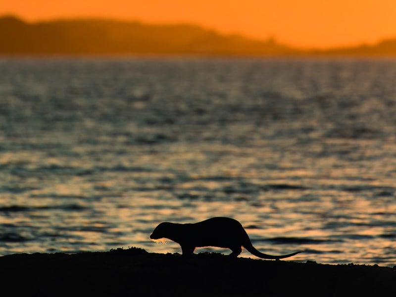 This dramatic shot captures a lone otter silhouetted against a glorious coastal sunset