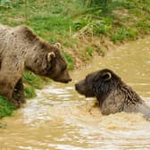 Benji and Balu are enjoying their new life on the Isle of Wight - Animal News Agency