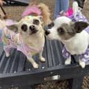 Dogs dressed up for the red carpet birthday party