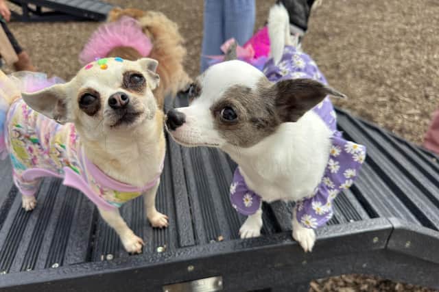 Dogs dressed up for the red carpet birthday party