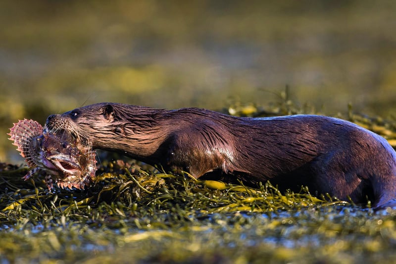 This otter enjoys its reward after a successful fishing trip