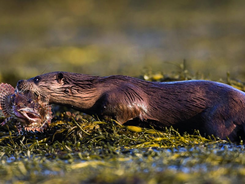 This otter enjoys its reward after a successful fishing trip