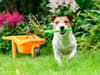 What plants are poisonous to dogs? 10 common garden and household plants for pet owners to avoid
