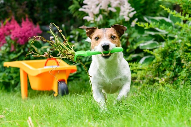 Dog Repellent Plants Can Certain