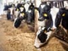 Meat and dairy-based diets ‘must fall by 20% in next decade’ to hit UK climate goals