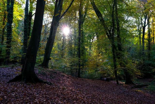 According to the report only seven per cent of the UK's native woodland is in good ecological condition (Photo: Richard Heathcote/Getty Images)