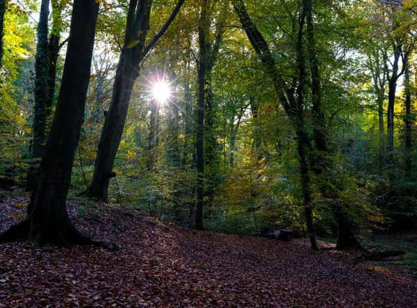 According to the report only seven per cent of the UK's native woodland is in good ecological condition (Photo: Richard Heathcote/Getty Images)