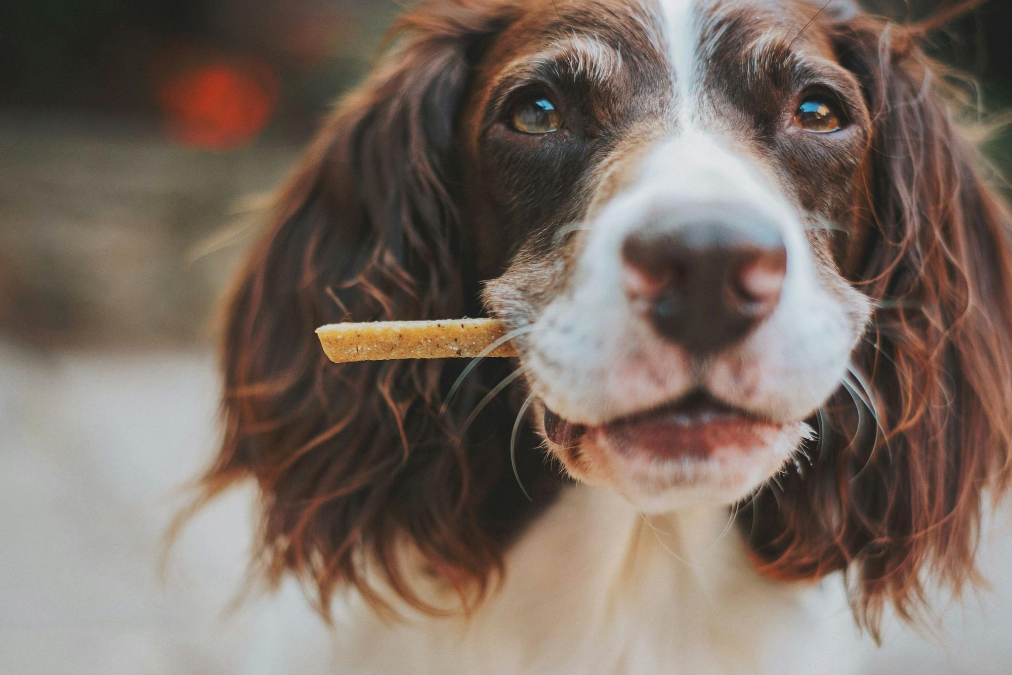 Expert warning over harmful treats owners are feeding their dogs without knowing