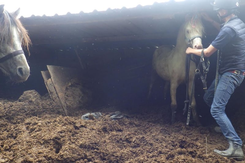 Horses were found in makeshift areas full of faeces and rubbish including the skull of a pony and other animal bones. An RSPCA representative described pens as "unsafe" - comprising of a number of gates and pallets tied together with string "holding in approximately four feet of faeces so the ponies towered above me"