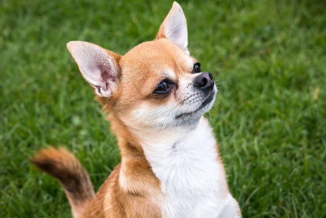 Chihuahuas have been sold on for about £1,009.