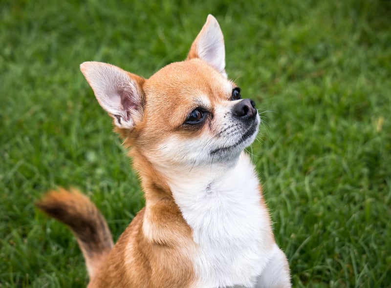Chihuahuas have been sold on for about £1,009.