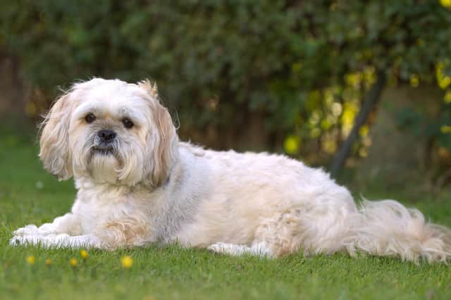 The breeder is accused of selling a Lhasa Apso puppy to an elderly woman from the same village, breeding dogs and advertising them for sale and providing a boarding service for canines, all when she did not have the correct licence to carry out these activities.

