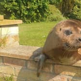 Seal off the area, there's an intruder in the garden! Dandy pays a visit to a Billinghay resident
