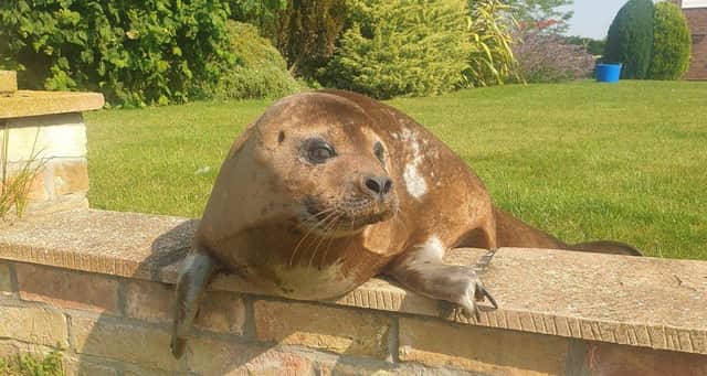 Seal off the area, there's an intruder in the garden! Dandy pays a visit to a Billinghay resident