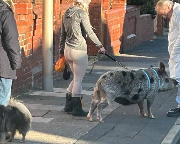 The pet pig attracted lots of attention as it mingled with dog walkers